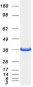 SDS-PAGE (SORD-5389H).jpg